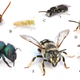 Just a taste of the range of bees one can find within the Grand Staircase-Escalante National Monument.